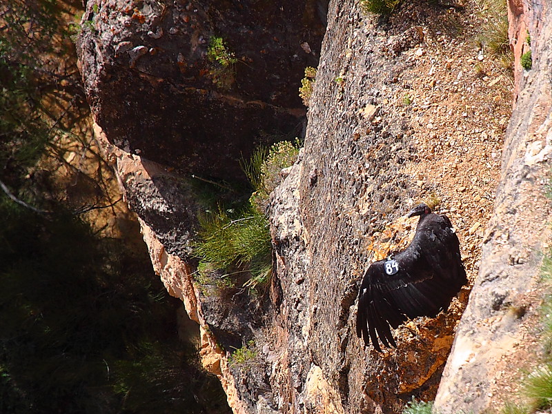IMG_3472 California Condor #484 on a Ledge, Mather Point, Grand Canyon National Park