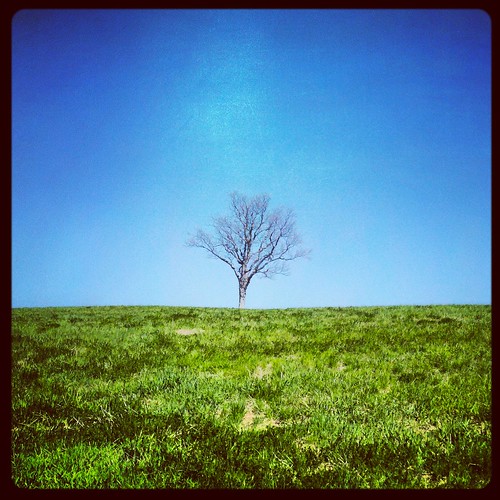 cameraphone tree stormking lonely faved 2013 droid2 april2013 instagram