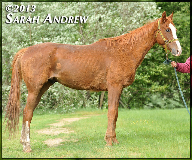 4-year-old Thoroughbred gelding- intake photos for Helping Hearts Equine Rescue