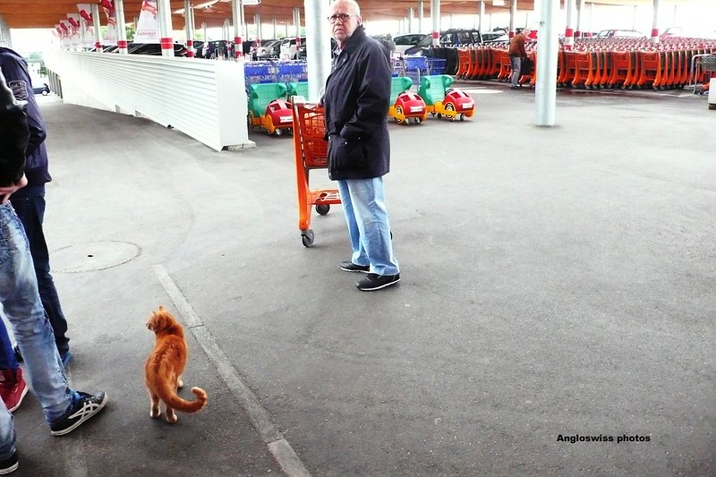 Mr. Swiss and the Migros cat