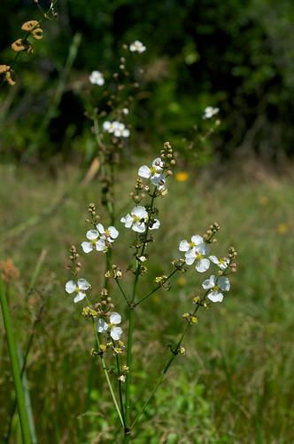 white flower sagittaria sagittariapapillosa alsimataceae nipplebractarrowhead