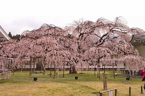 【写真】2013 桜 : 醍醐寺/2021-10-20/IMGP9034