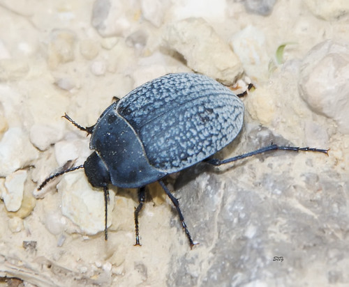 newmexico flickr unitedstates insects az beetles picacho fungusbarkdarklingblistertenebrionoidea darklingbeetlestenebrionidae eh14oregoncoasttrip821926