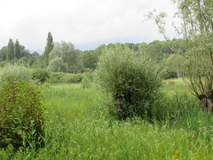 Boves: Réserve Naturelle de l-Étang de Saint-Ladre - Photo of Ailly-sur-Noye