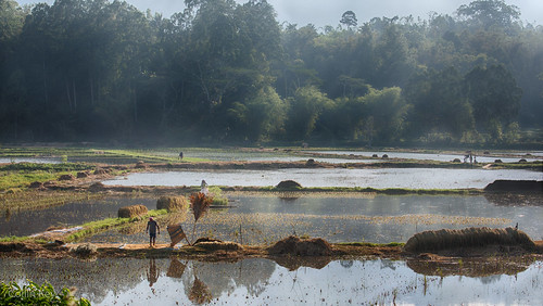 mist sulawesi landscape indonesia ricepaddy tanatoraja idn