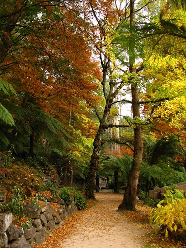 autumn trees color colour leaves garden landscaping australia melbourne sherbrooke olinda burnhambeeches dandenongranges thedandenongs alfrednicholasgardens alfrednicholasmemorialgardens phunnyfotos