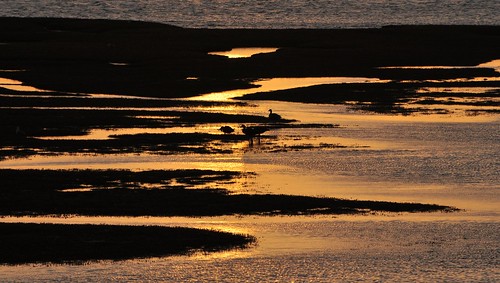 sunset birds dusk hebrides northuist