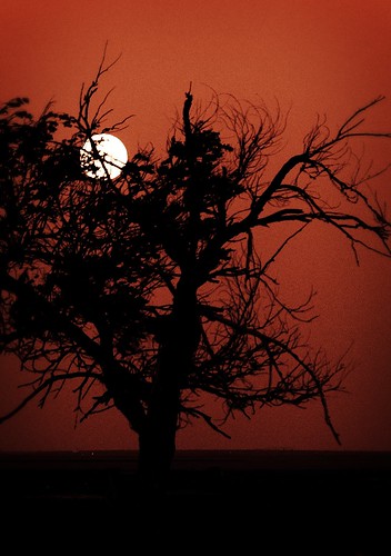 moon white black tree landscape sony drama onone