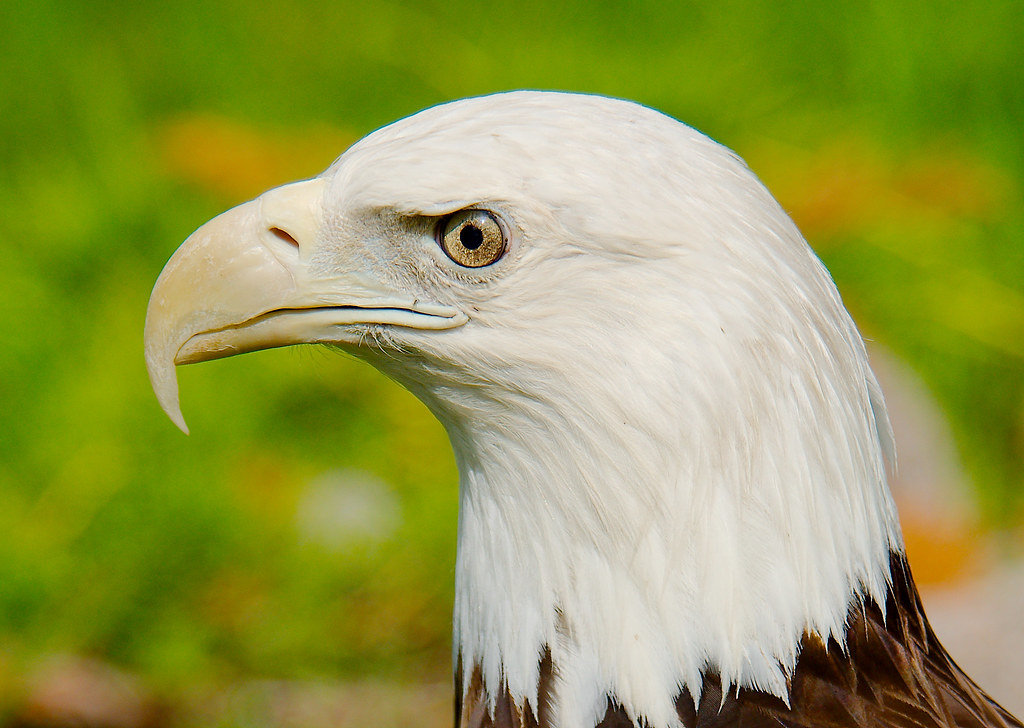Bald Eagle (Haliaeetus leucocephalus)_4_v2
