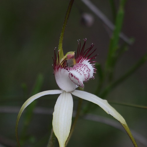 australia orchidaceae westernaustralia bwa caladenia caladenialongicauda whitespiderorchid endemictowesternaustralia beermullah bootinenaturereserve