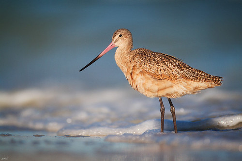 beach nature birds morninglight florida wildlife superior explore marbledgodwit shorebird wader wildbirds godwit explored