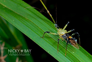 Assassin Bug (Reduviidae) - DSC_5224
