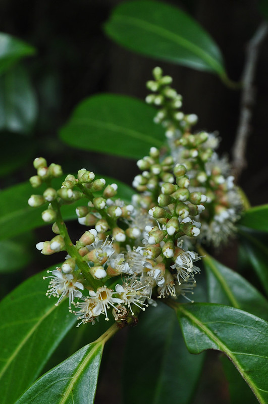 Prunus laurocerasus (3)