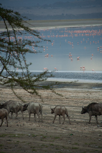 African Buffalos at sunset - Lake Nakuru (Kenya)