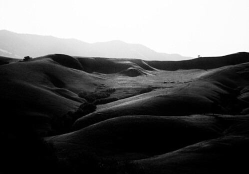 california trees blackandwhite 120 film sunrise mediumformat landscape cattle tmax grain sanluisobispo rz67 110mm