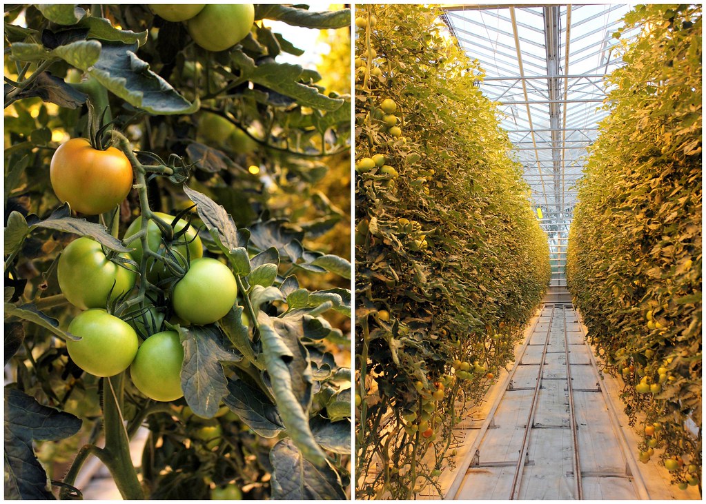 fridheimar-tomatoes-greenhouse-iceland