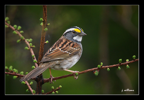 bird nature bill wings wildlife beak feathers sparrow avian passerine