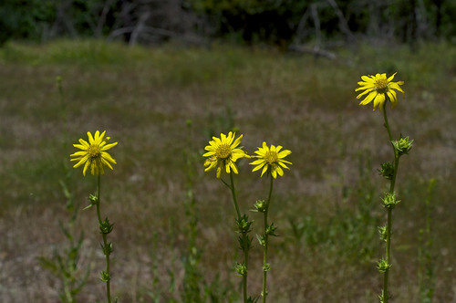 flower yellow asteraceae silphium compassplant rosinweed silphiumlacinatum compassflower