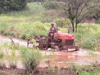 A farmer puddling his fields with a rented tractor.