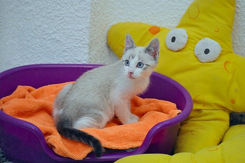 Newman, gatito siamés tabby de ojazos azul cielo esterilizado, nacido en Marzo´15, en adopción. Valencia. ADOPTADO. 17358000503_f7975bffe6
