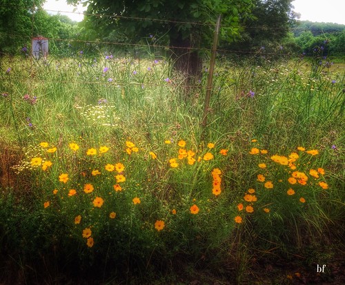 rural scenic wildflowers phonephotography