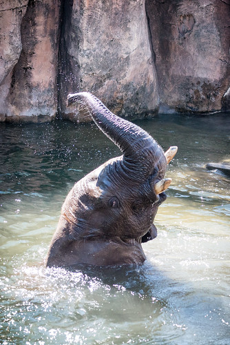 tampa lowrypark zoo elephant water closeup head trunk swimming