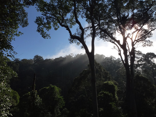 malaysia borneo sabah dianab canopytower borneorainforestlodge