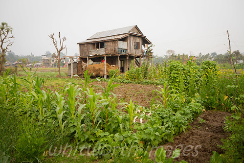 nepal house green home field rural wooden beans corn asia village farm traditional straw hut crop produce agriculture itahari doublestorey tarahara