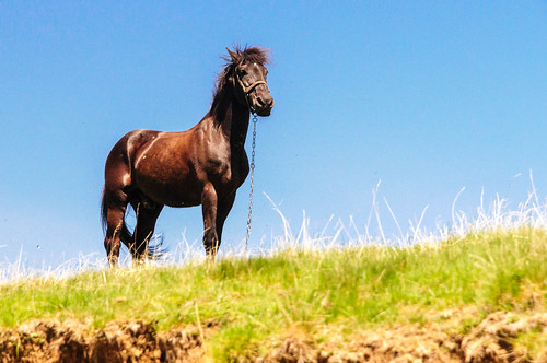 horses animals montenegro naturelandscape kolasin