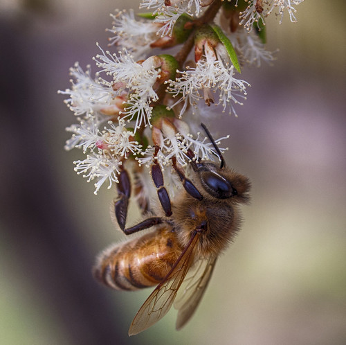 flower tree insect tea bee nectar honeybee melaleuca specanimal europeanhoneybee melaleucatree teatreeflower vigilantphotographersunite vpu2 vpu3 vpu4 vpu5 vpu6 vpu7 vpu8 vpu9 vpu10 fatburnsportfolioaustraliasbackyard