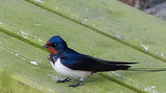 Landsvale-Barn Swallow-Hirundo rustica
