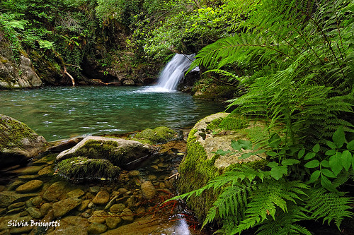 verde colors foglie d50 waterfall nikon colore liguria acqua ruscello bosco cascata groppo noiliguri