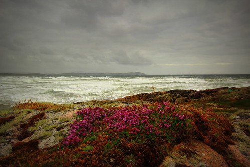 flowers ireland sea sky beautiful canon eos waves donegal 52 ulster 600d 2013 canoneos600d