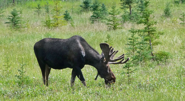 moose-wildlife-preserve