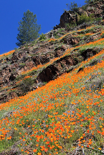 california flowers easter spring yosemite poppy wildflowers californiapoppies mercedrivercanyon