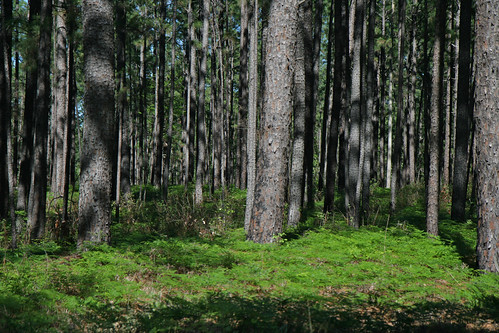 pine baren bog easttexas darksoul cameraeye angelinanationalforest prescottesmall boykinsprings baygall txcameraguy