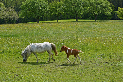 wood trees horse grass animal forest geotagged austria tiere meadow wiese pony styria fohlen wenigzell hansimwinkl