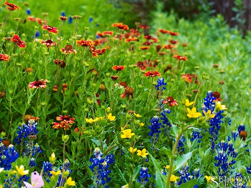 austin geotagged texas bokeh ladybirdjohnsonwildflowercenter olympusm60mmf28macro