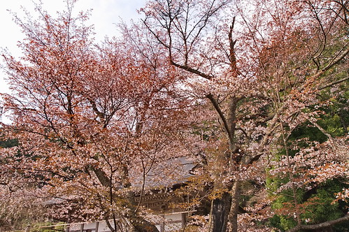 【写真】2013 桜 : 常照皇寺/2019-12-06/IMGP0161