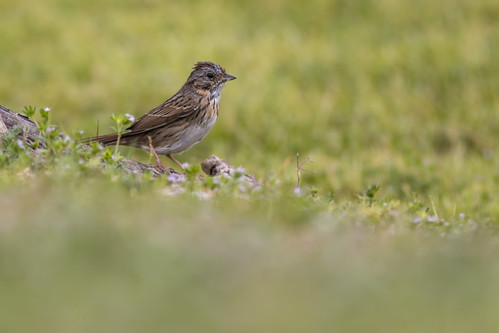bird sparrow ave lincolnssparrow melospizalincolnii gorrióndelincoln