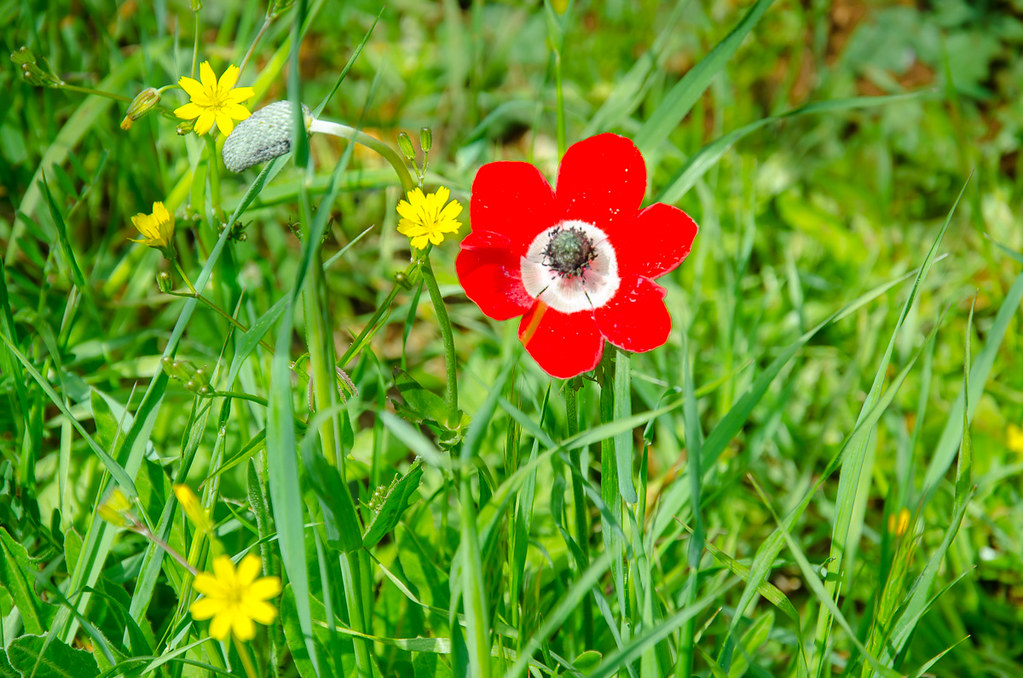 Wild Red Poppy Flower Papaver rhoeas Wild Jordan