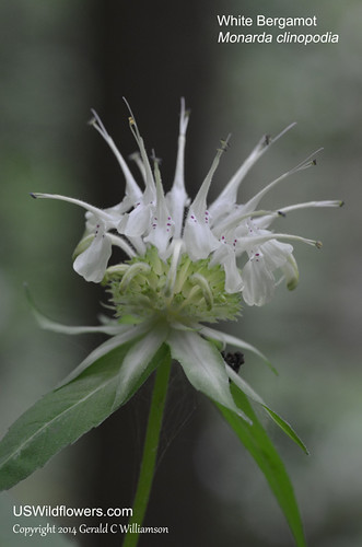 White Bergamot, Basil Bee Balm - Monarda clinopodia
