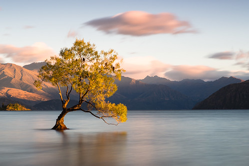 newzealand lake tree sunrise lago árvore wanaka lakewanaka