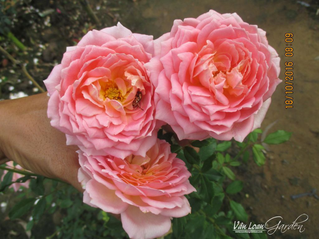 Hồng Jubilee Celebration Rose nở hoa 3-4 ngày thì bắt đầu tàn hoa