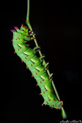 Citheronia laocoon