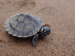 Ouachta Map Turtle