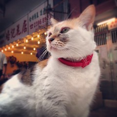 I love her whiskers #meow #flowermarket #whiskers