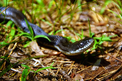 162/365: Black Rat Snake (Pantherophis obsoletus) at Crockett Park, Midland, Virginia