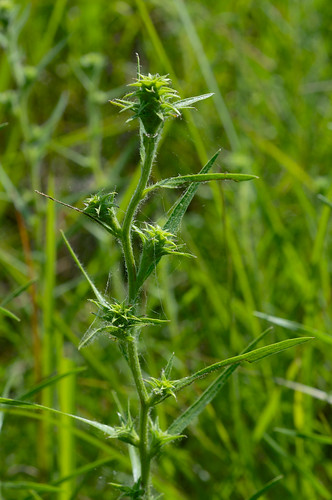 bud asteraceae eurybia eurybiahemispherica