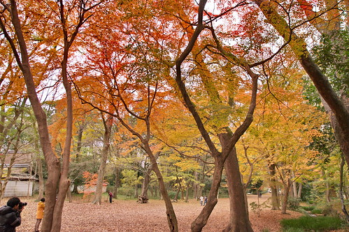 【写真】2012 紅葉 : 糺の森/2021-11-30/IMGP8395
